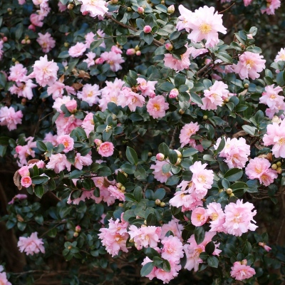 Pink Snow | American Camellia Society